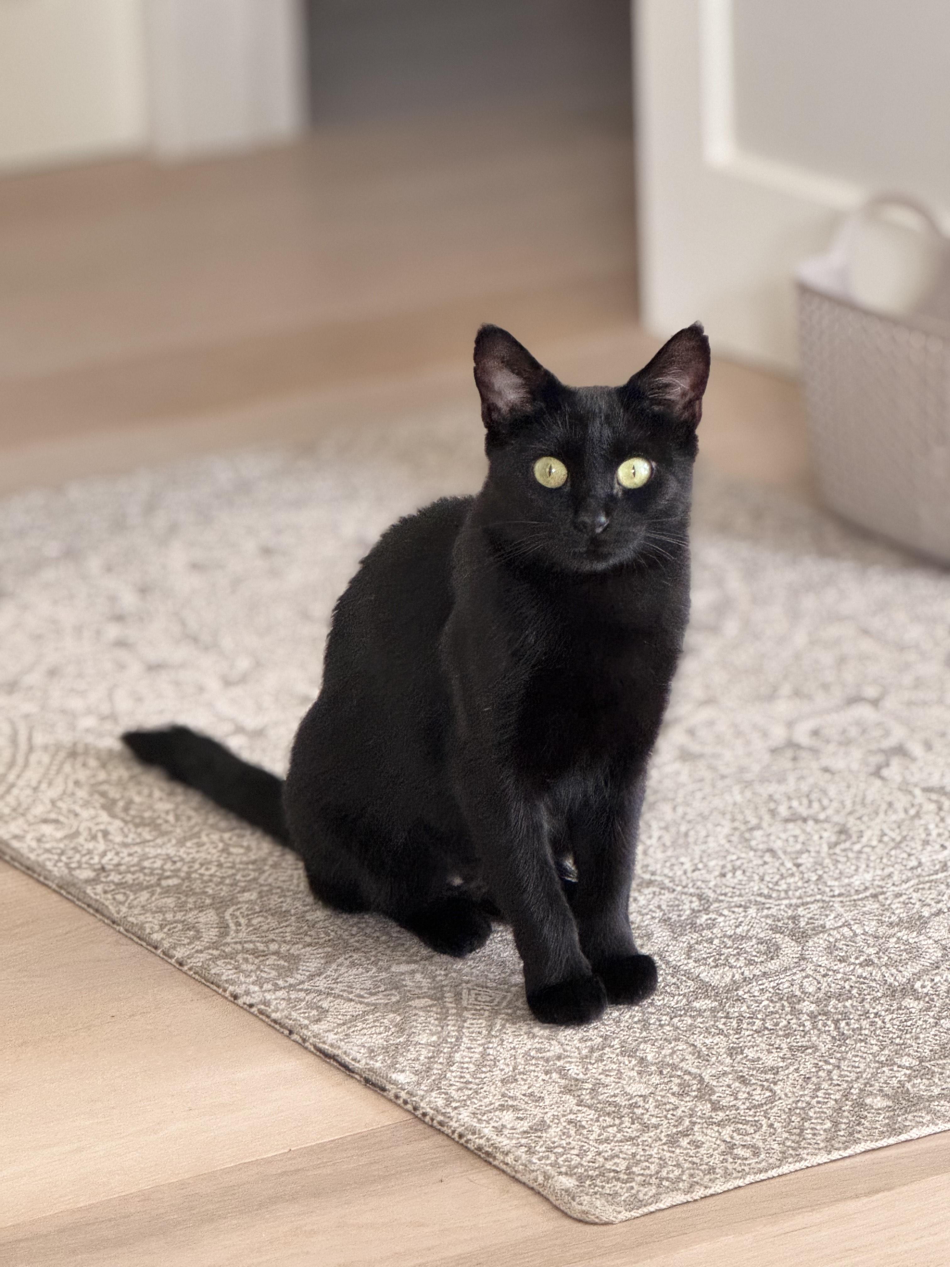 Chai, Adoptable, Young Female Domestic Short Hair.