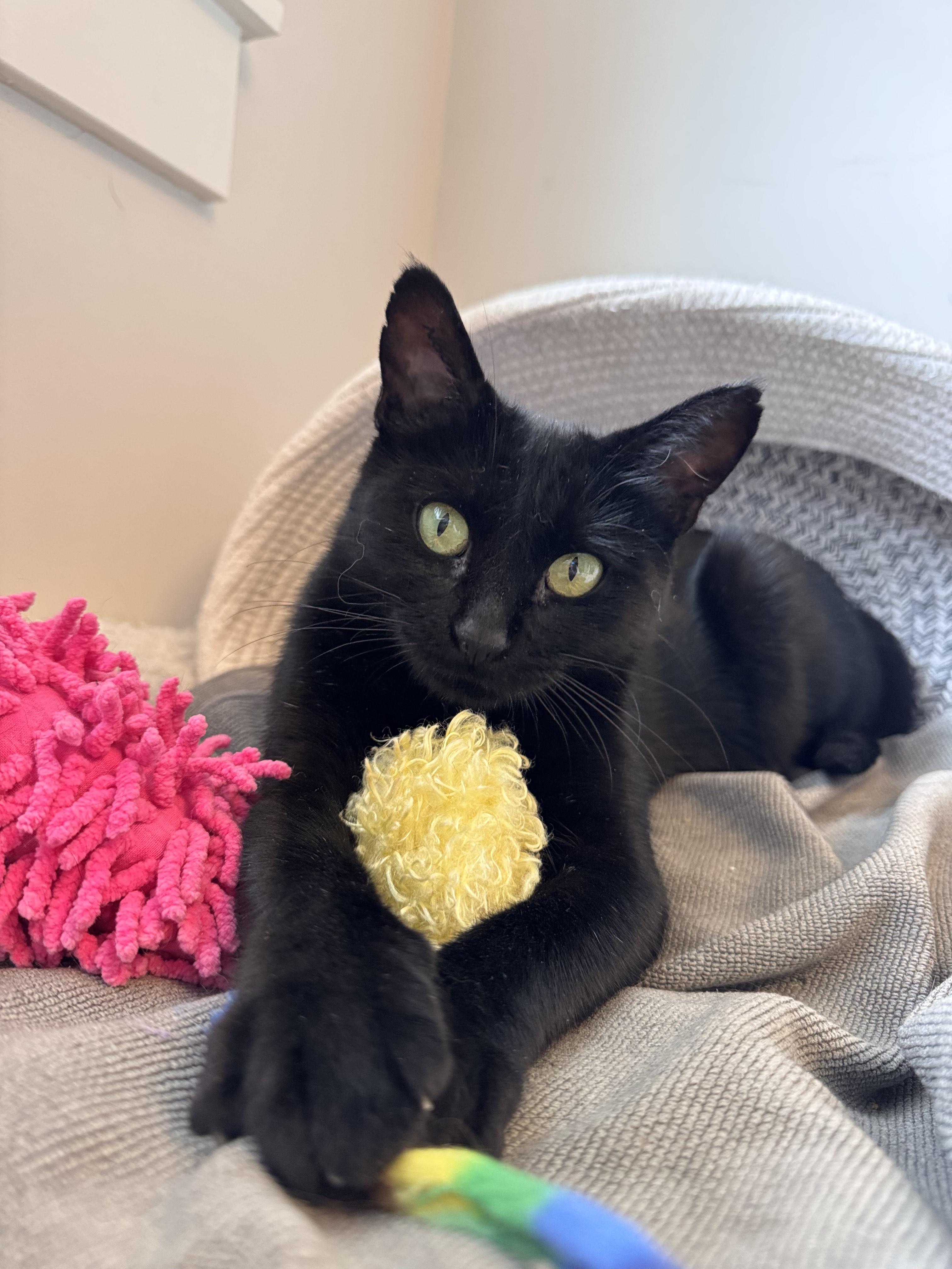 Enlarge Chai, a Adoptable Domestic Short Hair in Courtenay, BC image 3/4