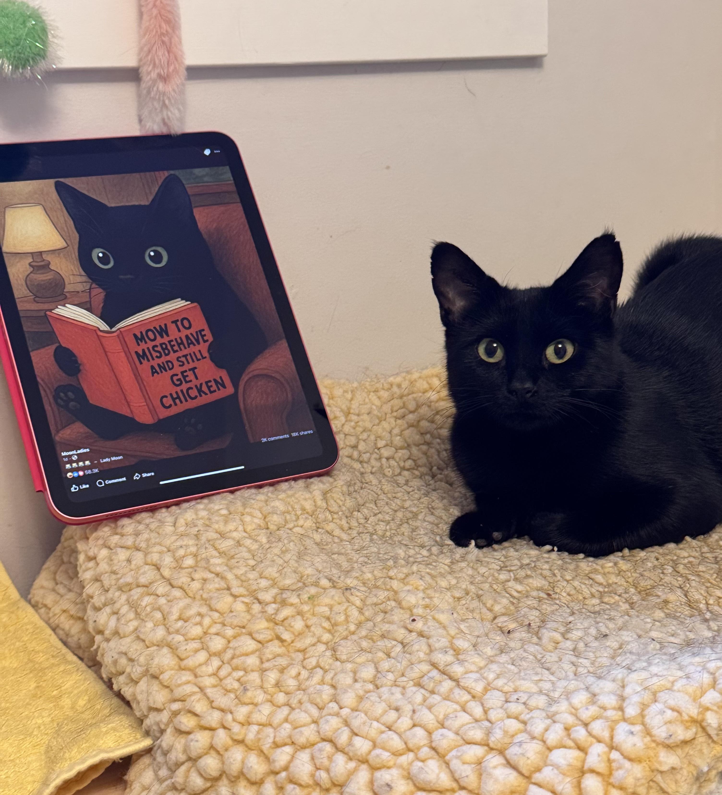 Enlarge Chai, a Adoptable Domestic Short Hair in Courtenay, BC image 4/4