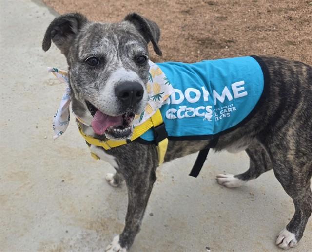Enlarge KASH, a Adoptable mixed breed in Corpus Christi, TX image 1/1