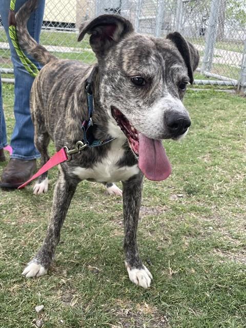 Enlarge KASH, a Adoptable mixed breed in Corpus Christi, TX image 1/1