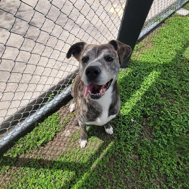 KASH, Adoptable, Adult Male Pit Bull Terrier & Labrador Retriever.