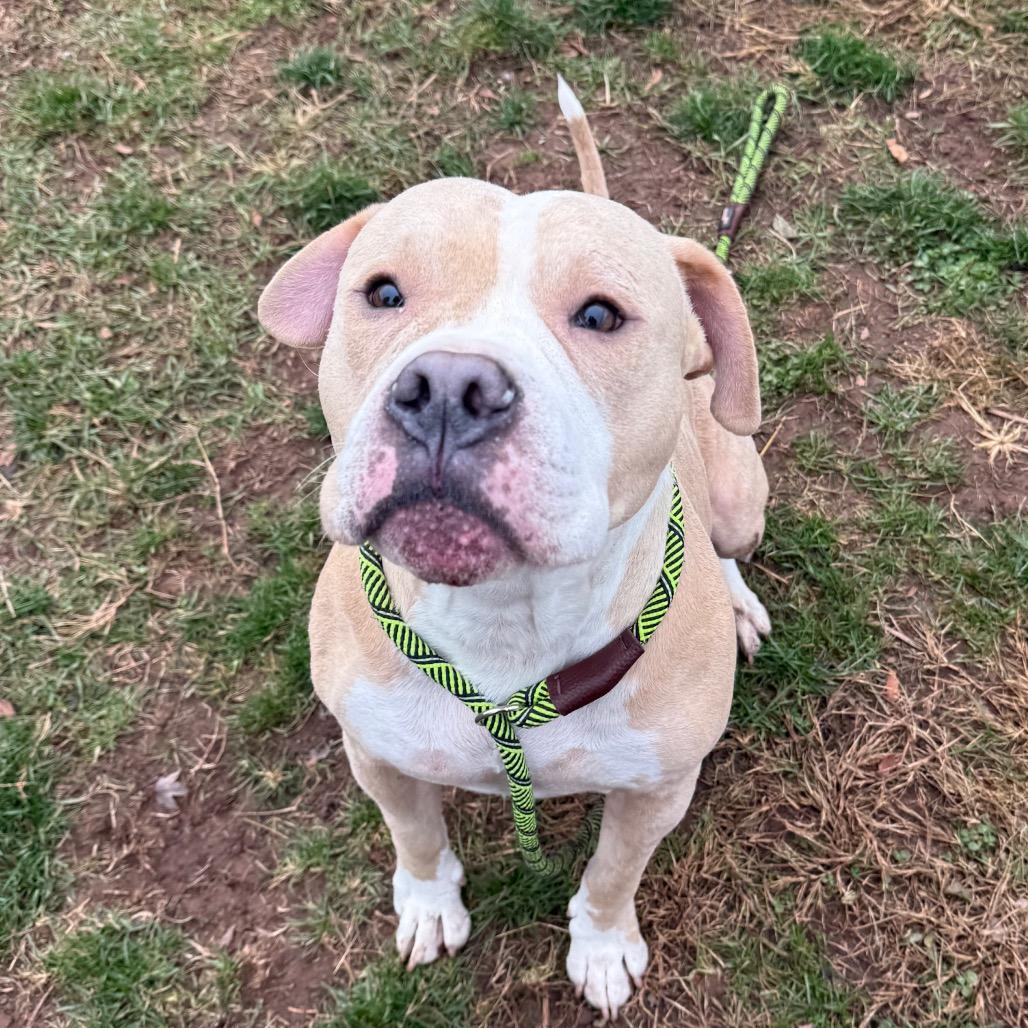 Pac-Man, Adoptable, Adult Male Pit Bull Terrier.