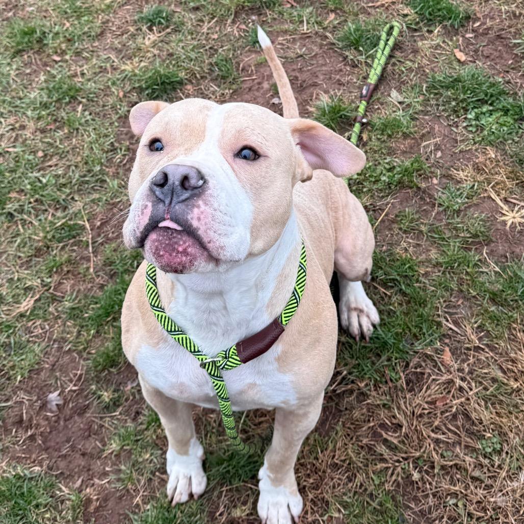 Enlarge Pac-Man, a Adoptable Pit Bull Terrier in York, PA image 2/6