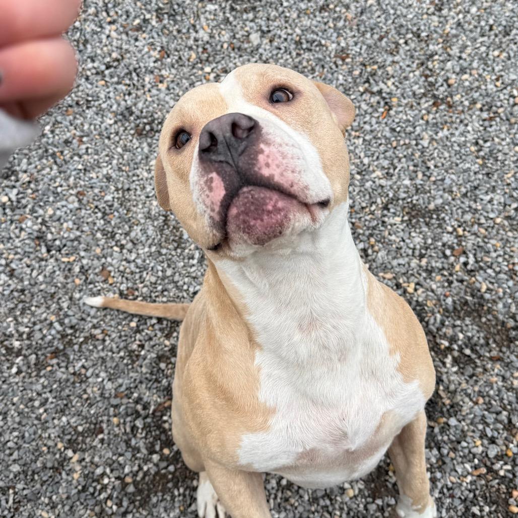 Enlarge Pac-Man, a Adoptable Pit Bull Terrier in York, PA image 3/6