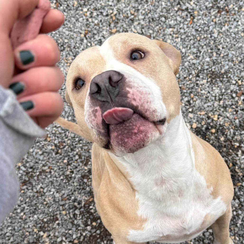Enlarge Pac-Man, a Adoptable Pit Bull Terrier in York, PA image 5/6