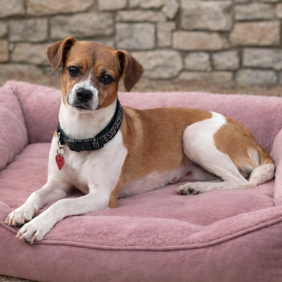 Enlarge Rita, a Adoptable mixed breed in Wimberley, TX image 1/4