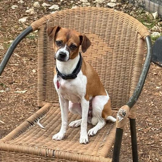 Enlarge Rita, a Adoptable mixed breed in Wimberley, TX image 1/5