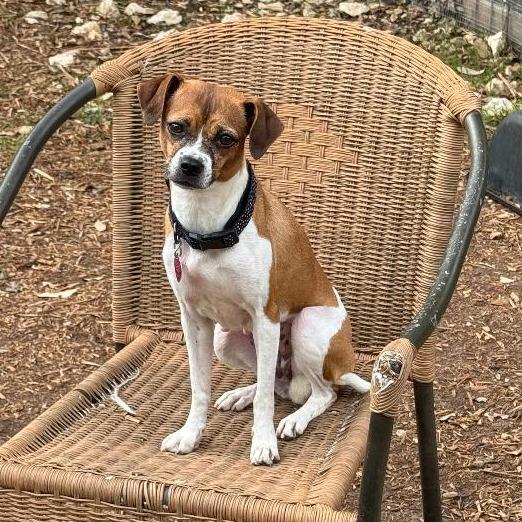 Rita, a Adoptable mixed breed in Wimberley, TX image 1/5