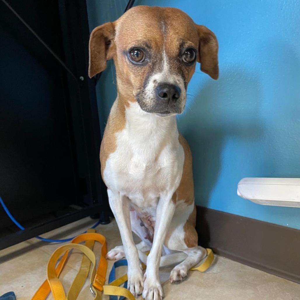 Rita, a Adoptable mixed breed in Wimberley, TX image 3/5