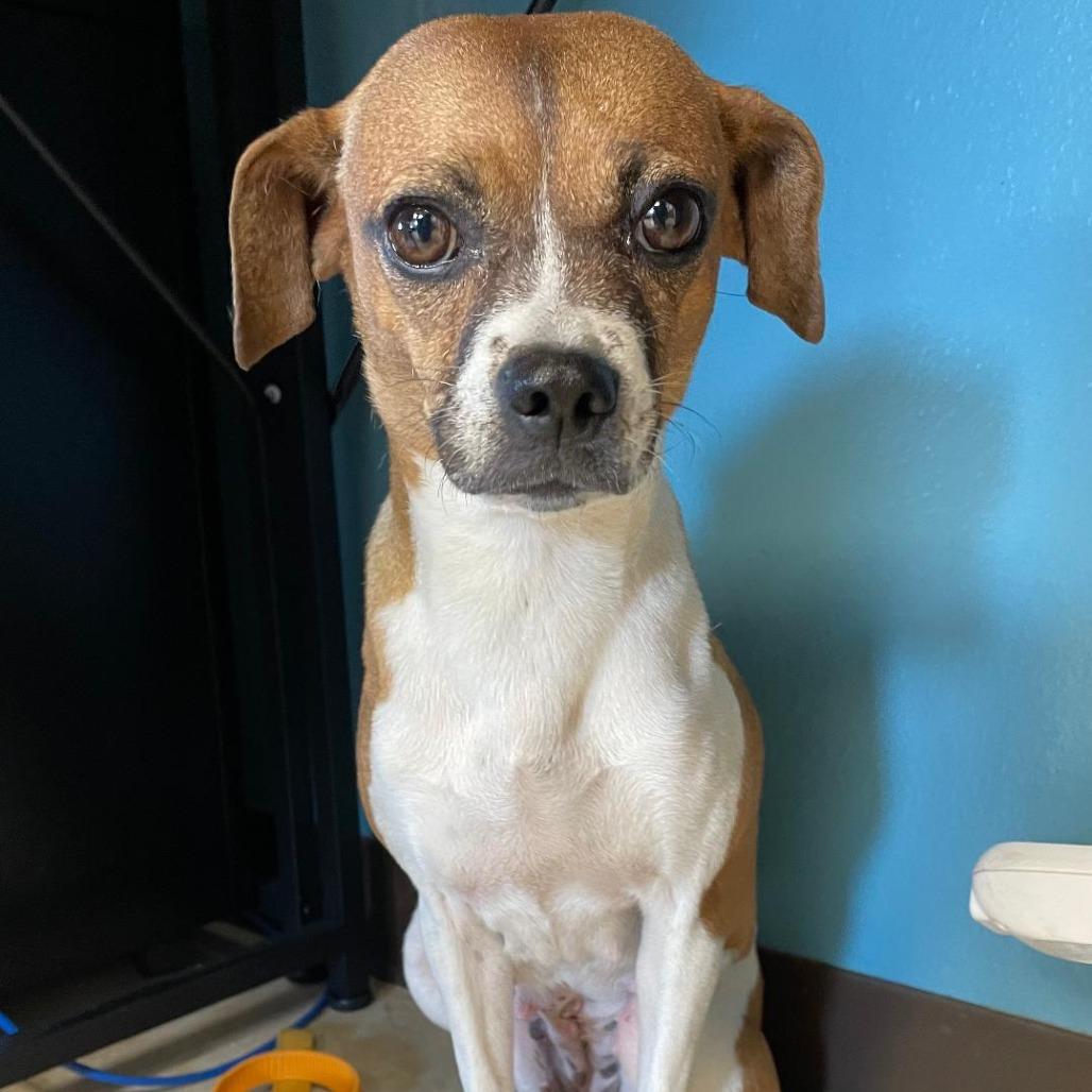 Enlarge Rita, a Adoptable mixed breed in Wimberley, TX image 4/5