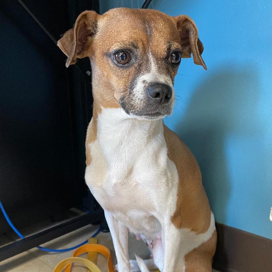 Rita, a Adoptable mixed breed in Wimberley, TX image 5/5