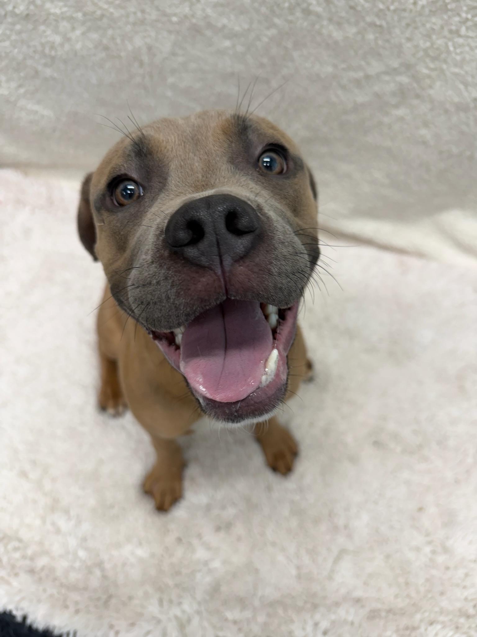 Enlarge Titan Tag 712, a ADOPTABLE mixed breed in Central Islip, NY image 2/2