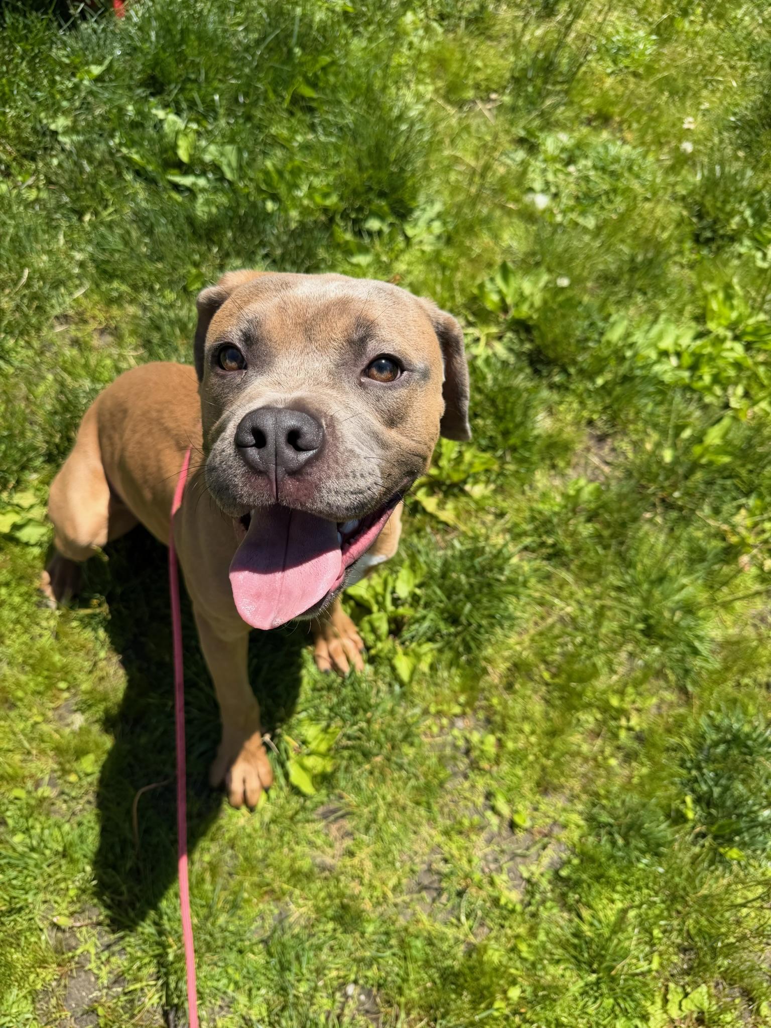 Titan Tag 712, ADOPTABLE, Puppy Male Cane Corso.