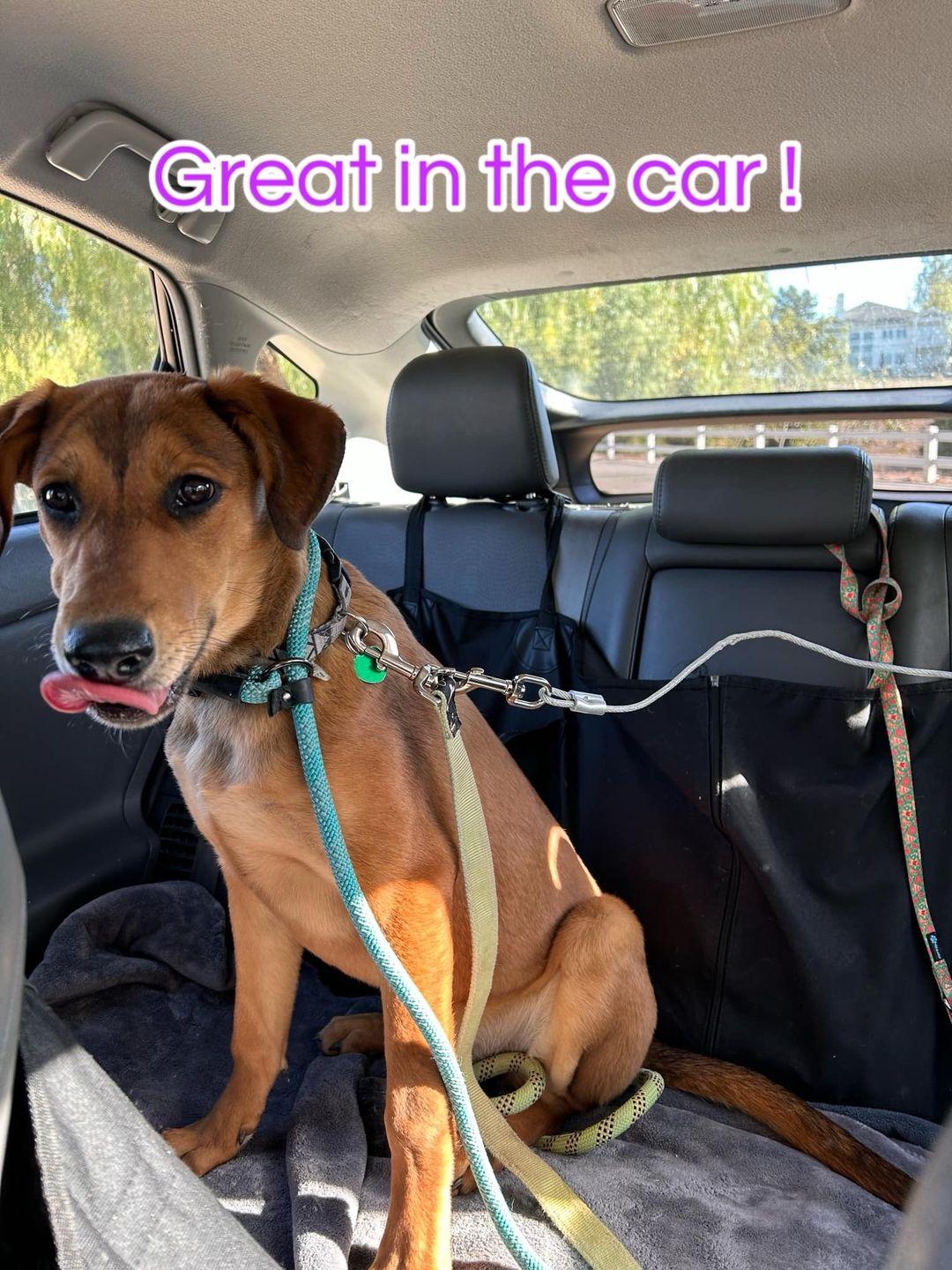 Misty aka Riley, a Adoptable mixed breed in Capistrano Beach, CA image 1/3