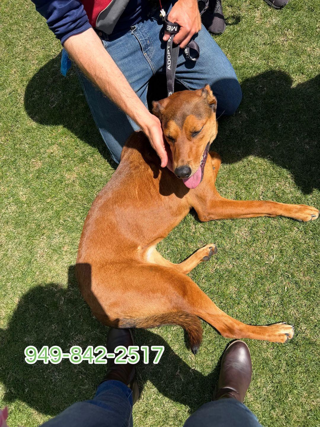 Misty aka Riley, a Adoptable mixed breed in Capistrano Beach, CA image 2/3