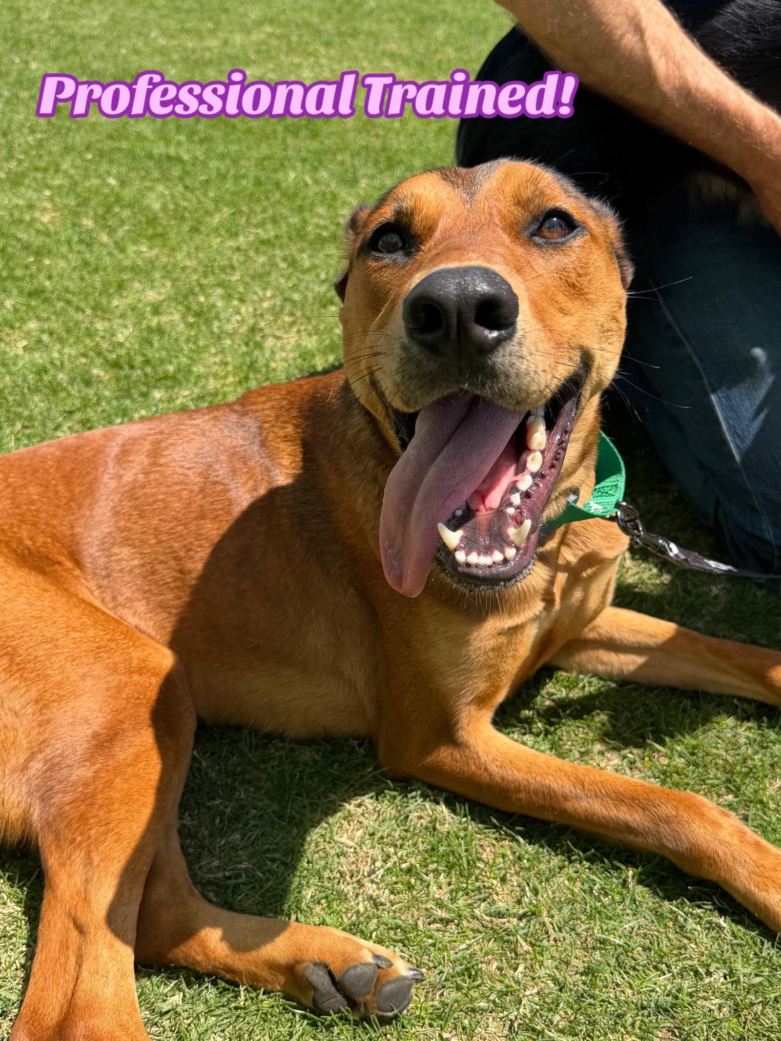 Misty aka Riley, a Adoptable mixed breed in Capistrano Beach, CA image 3/3