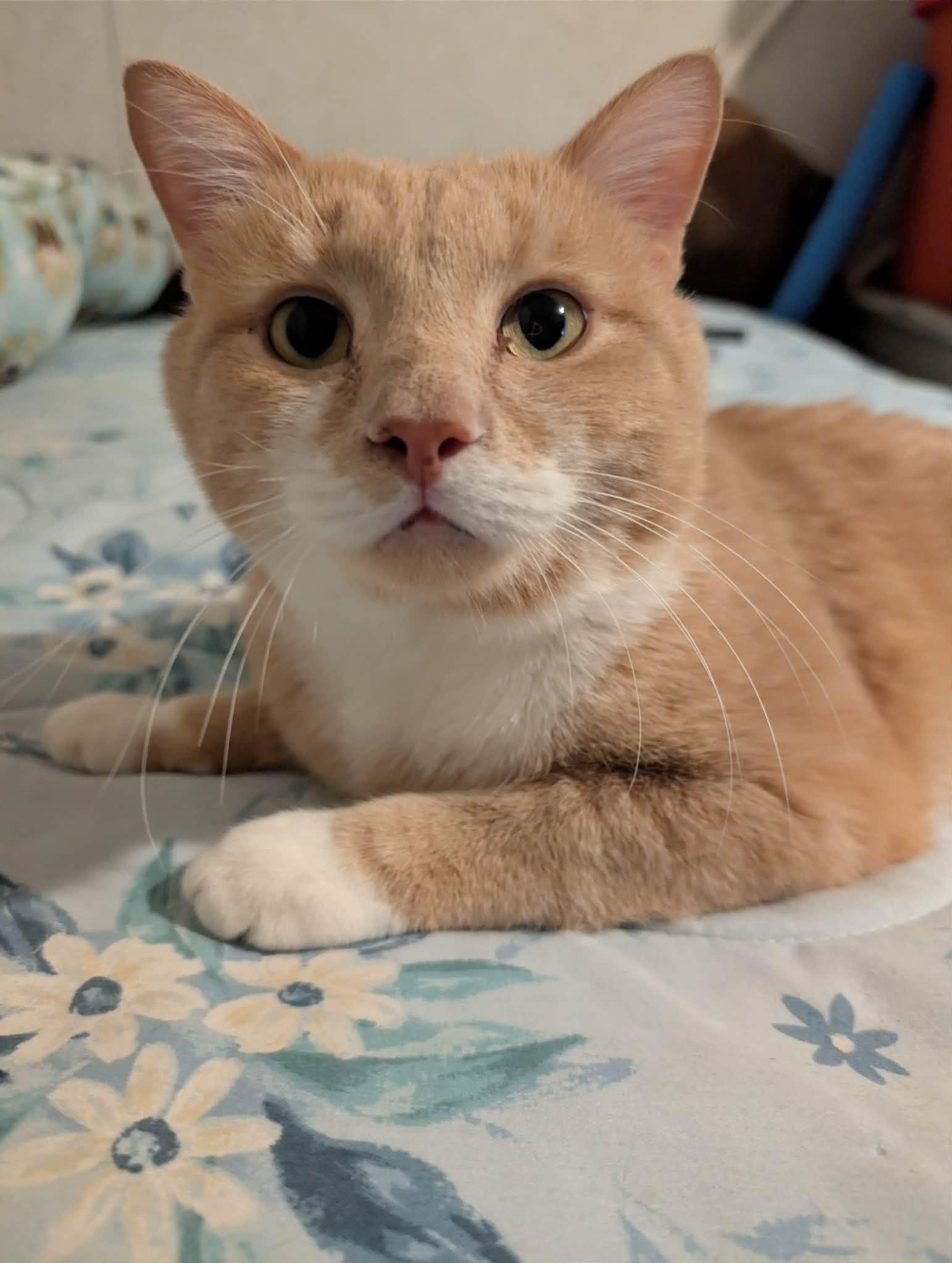 Enlarge Marsh, a Adoptable Domestic Short Hair in Granite Falls, NC image 5/6