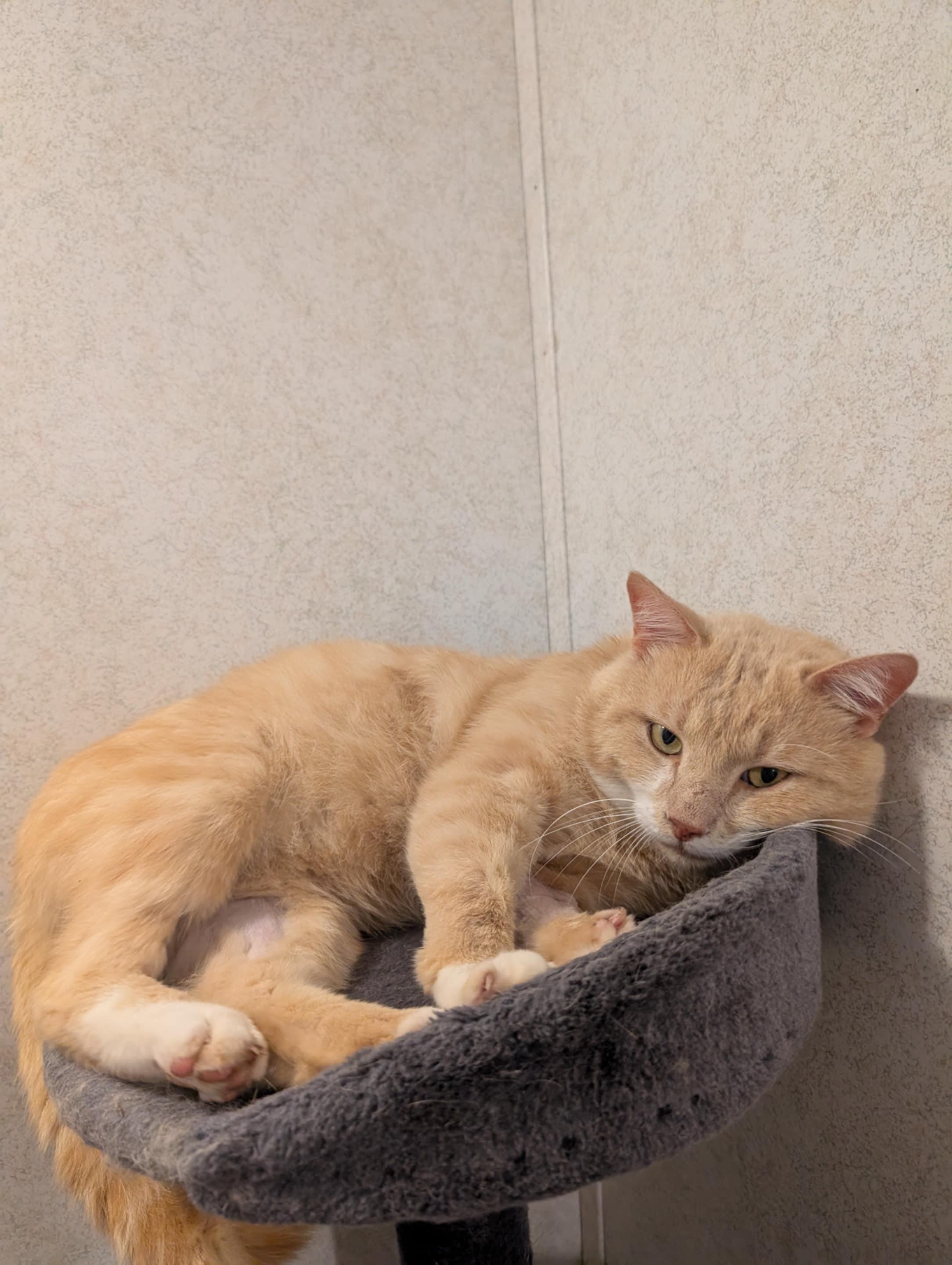 Enlarge Marsh, a Adoptable Domestic Short Hair in Granite Falls, NC image 5/5