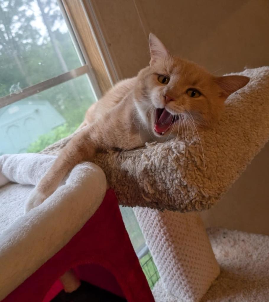 Enlarge Marsh, a Adoptable Domestic Short Hair in Granite Falls, NC image 4/6