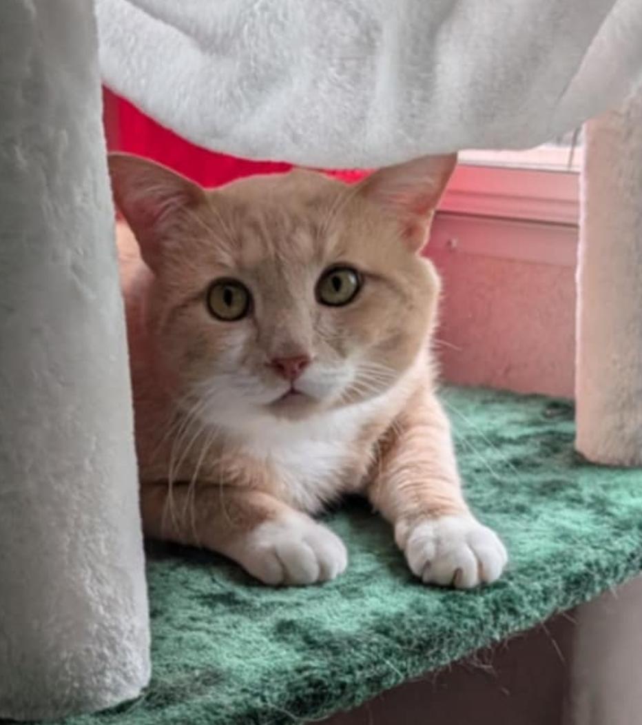 Marsh, Adoptable, Adult Male Domestic Short Hair.