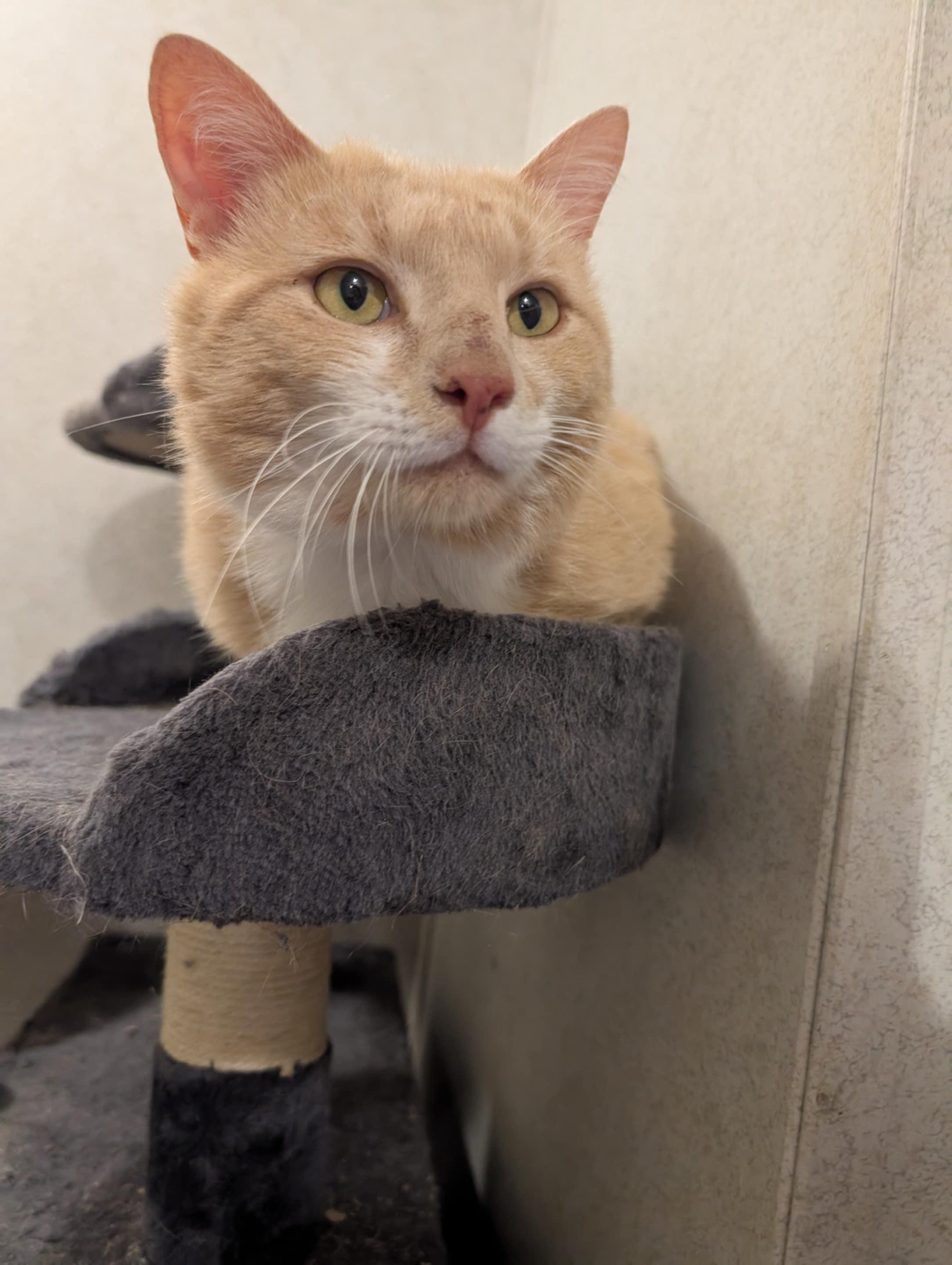 Enlarge Marsh, a Adoptable Domestic Short Hair in Granite Falls, NC image 3/5