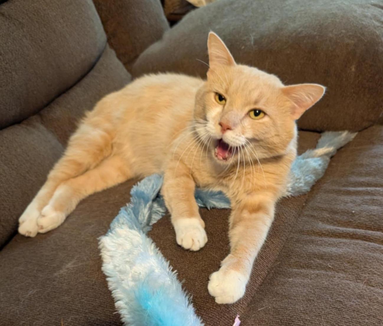 Enlarge Marsh, a Adoptable Domestic Short Hair in Granite Falls, NC image 6/6