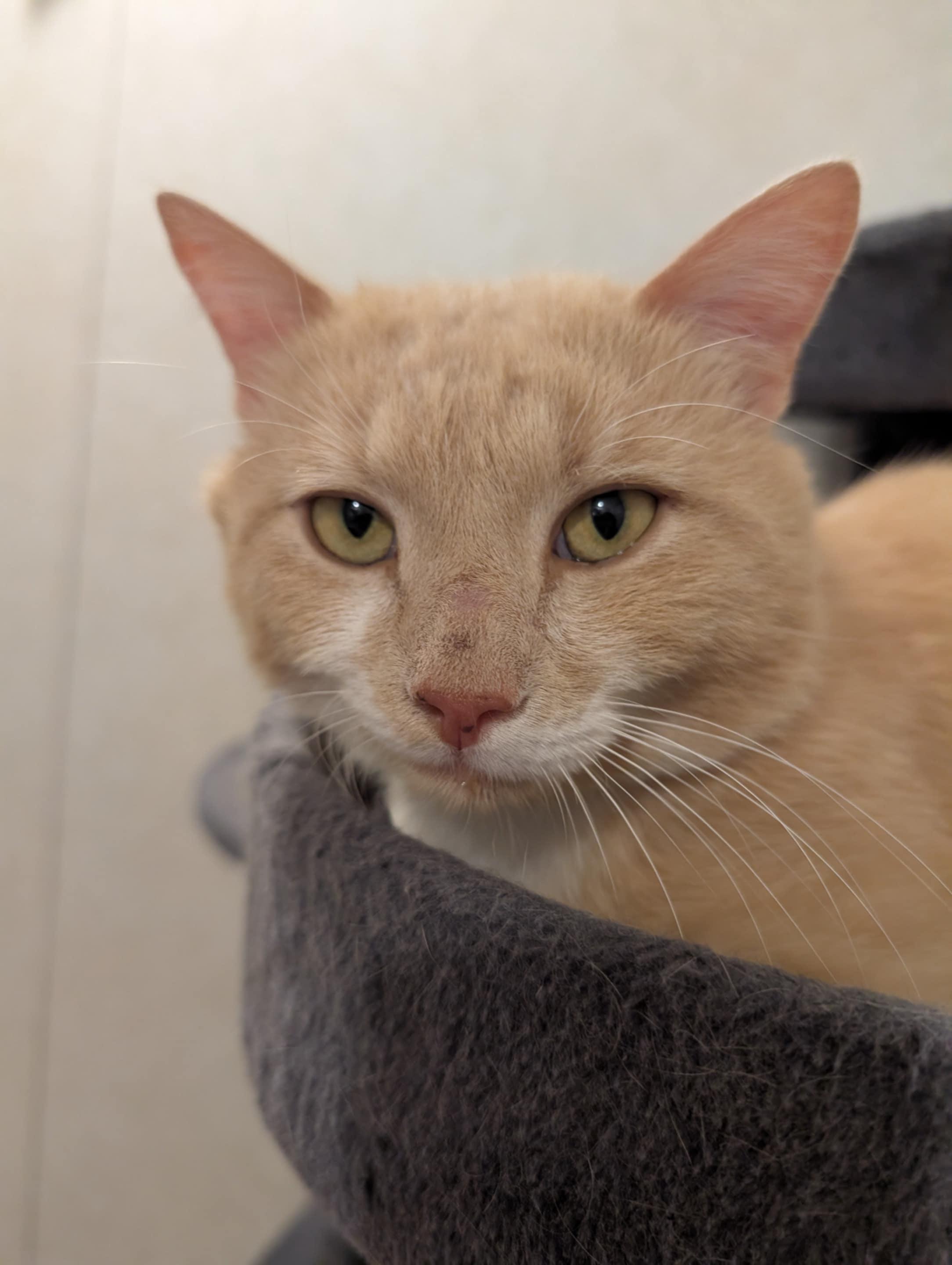 Enlarge Marsh, a Adoptable Domestic Short Hair in Granite Falls, NC image 1/5