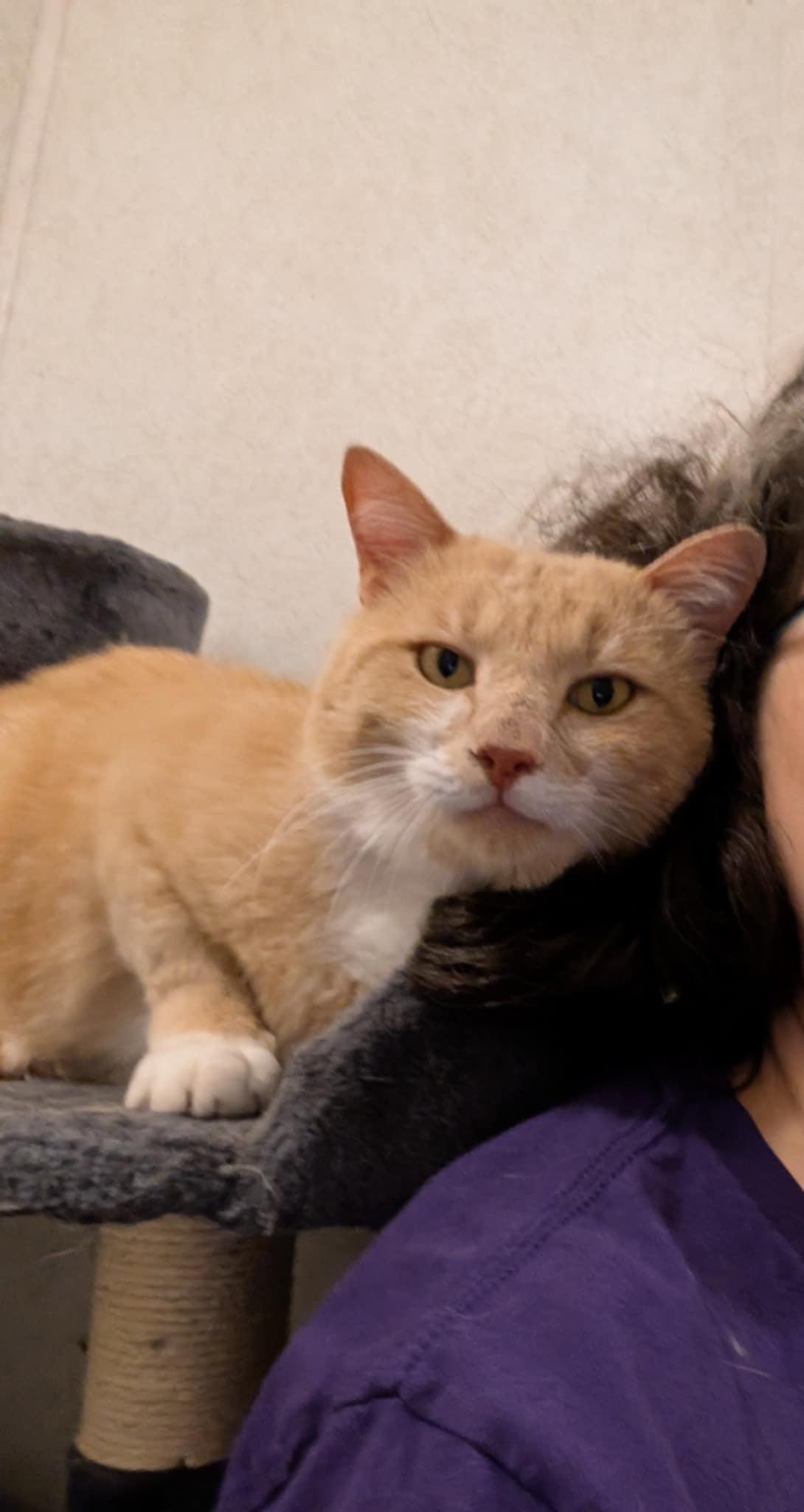 Enlarge Marsh, a Adoptable Domestic Short Hair in Granite Falls, NC image 2/5