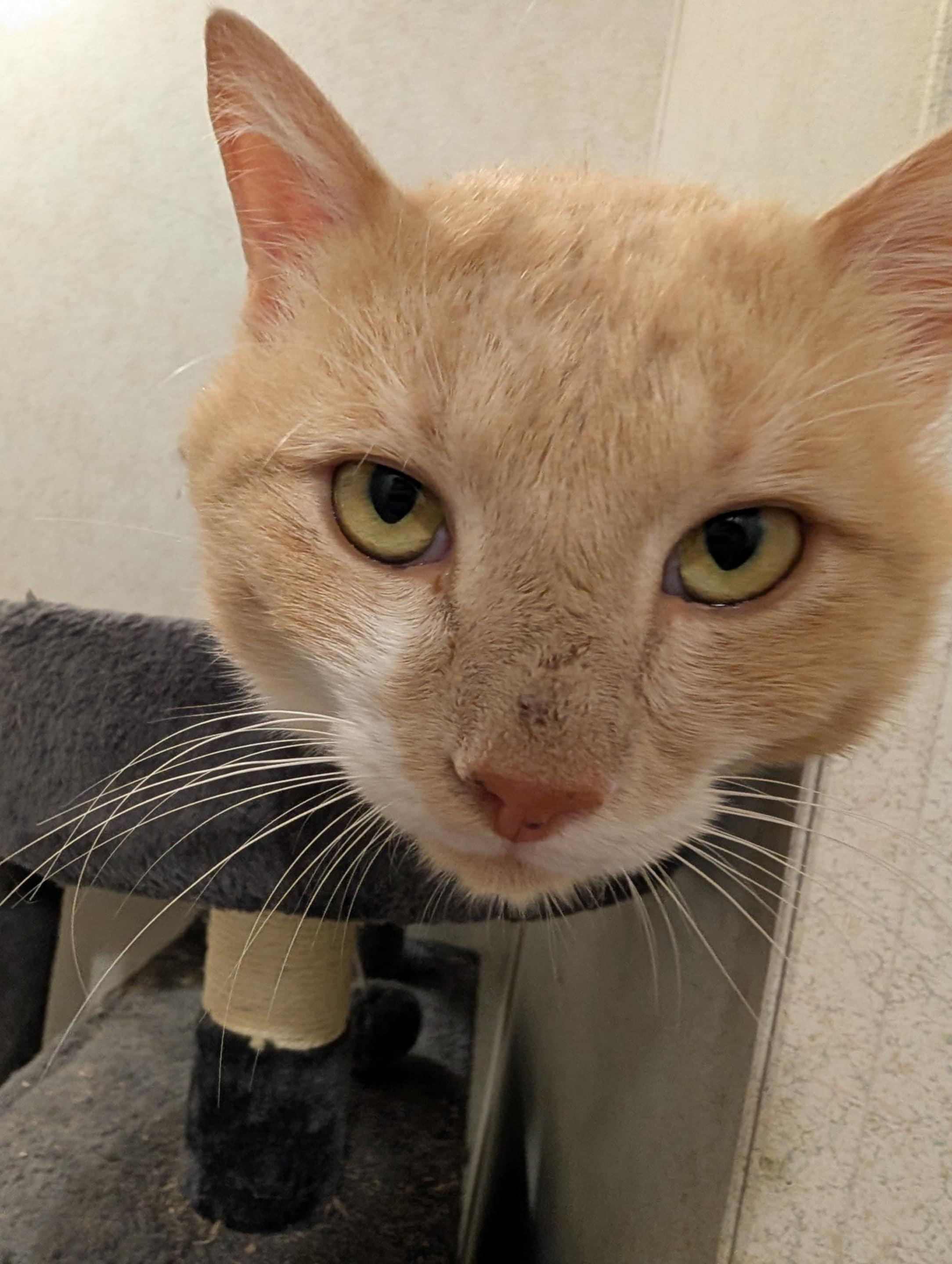 Enlarge Marsh, a Adoptable Domestic Short Hair in Granite Falls, NC image 4/5