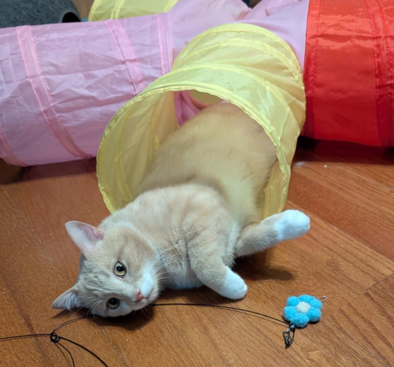 Enlarge Marsh, a Adoptable Domestic Short Hair in Granite Falls, NC image 3/6