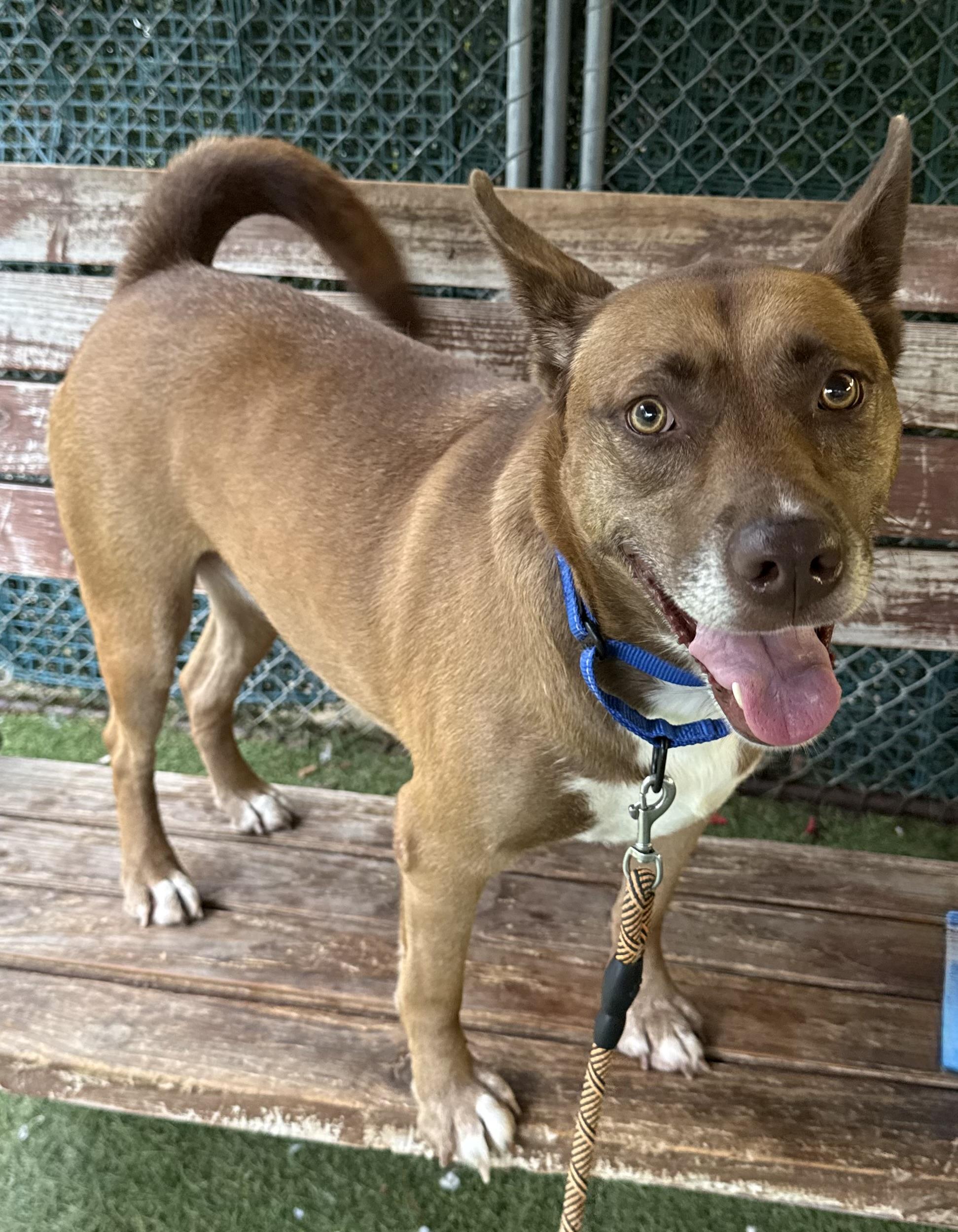 Enlarge Sasha, a ADOPTABLE Mixed Breed in Sudbury, MA image 2/5