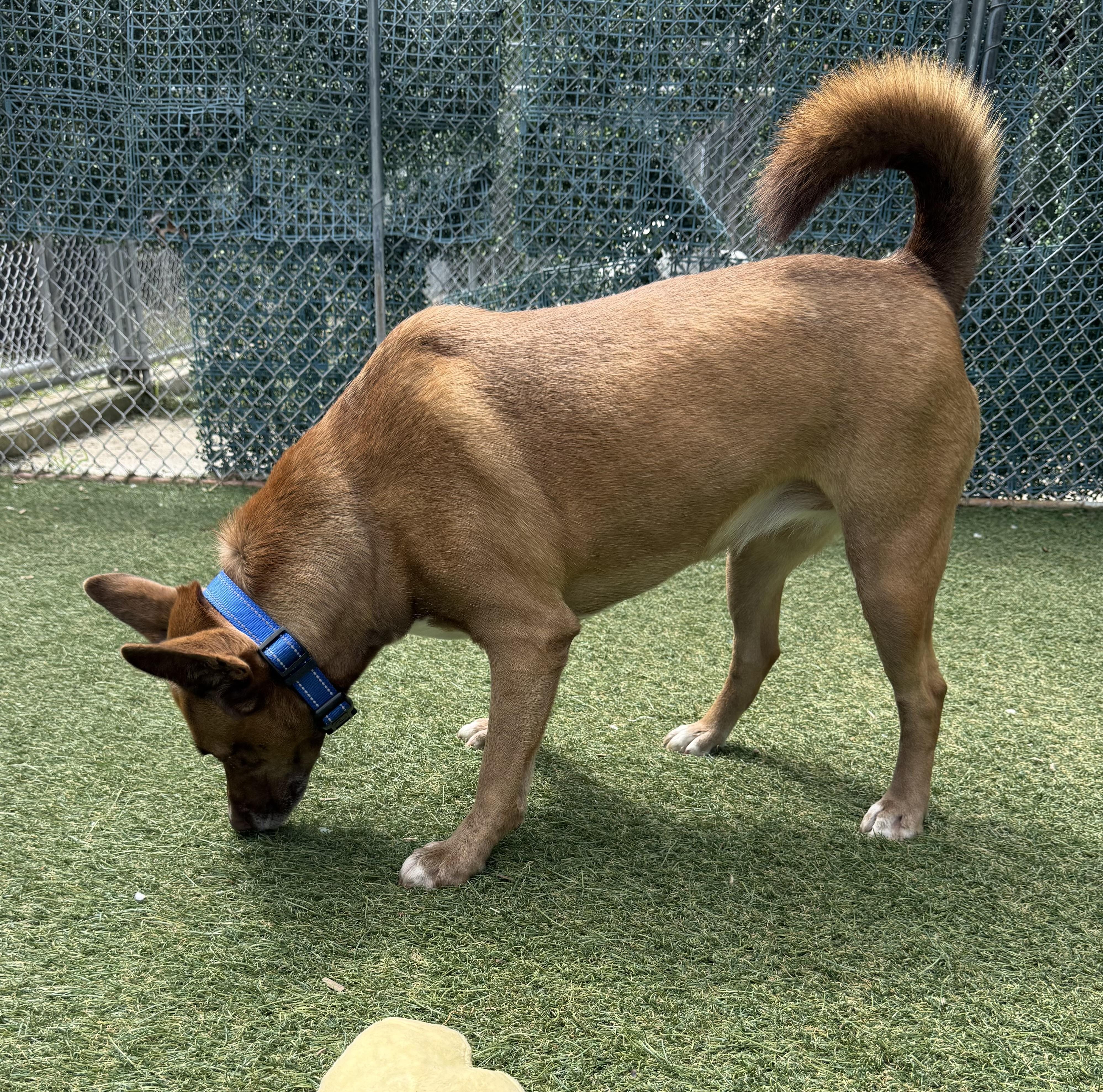 Enlarge Sasha, a ADOPTABLE Mixed Breed in Sudbury, MA image 5/5