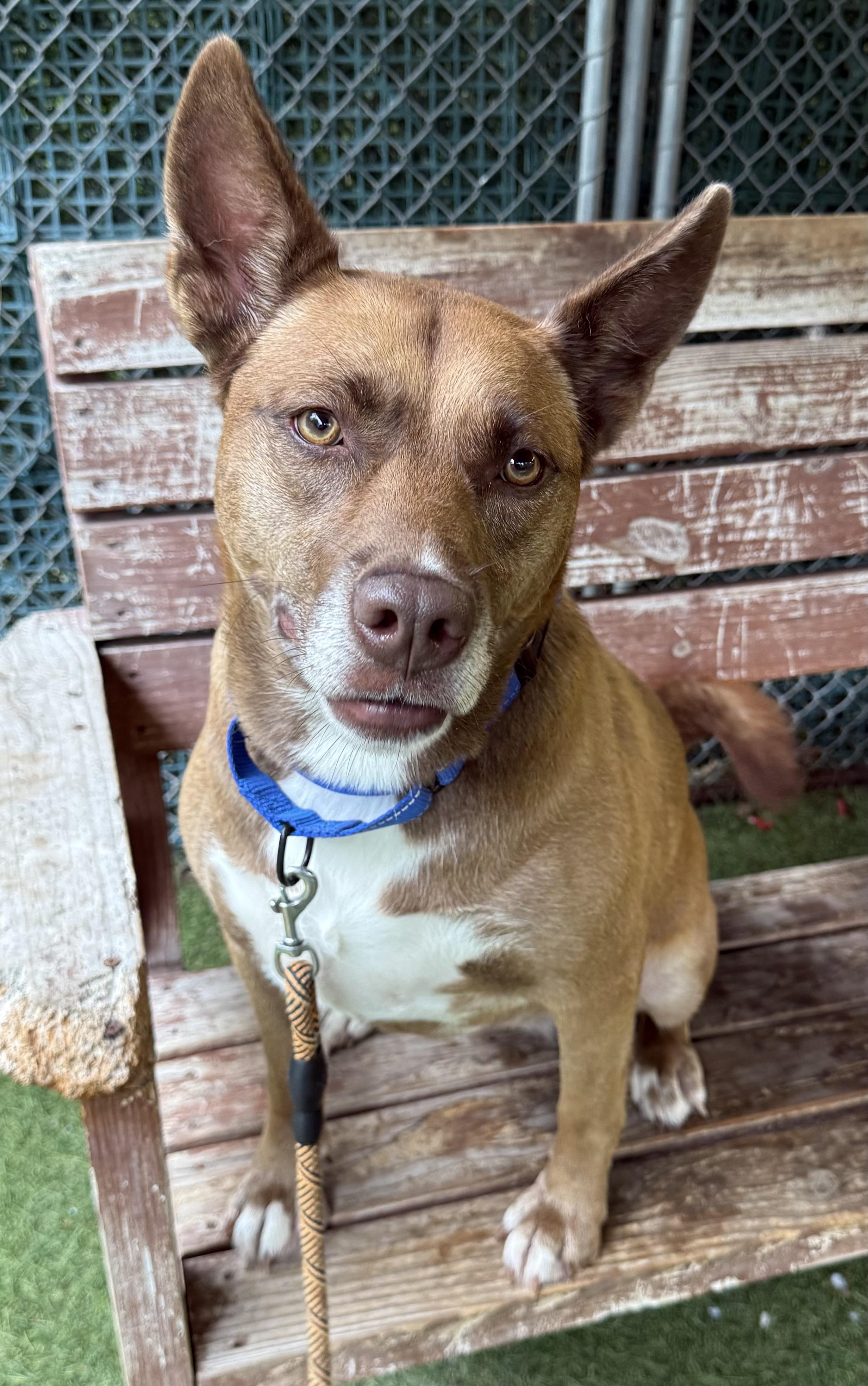 Enlarge Sasha, a ADOPTABLE Mixed Breed in Sudbury, MA image 1/5