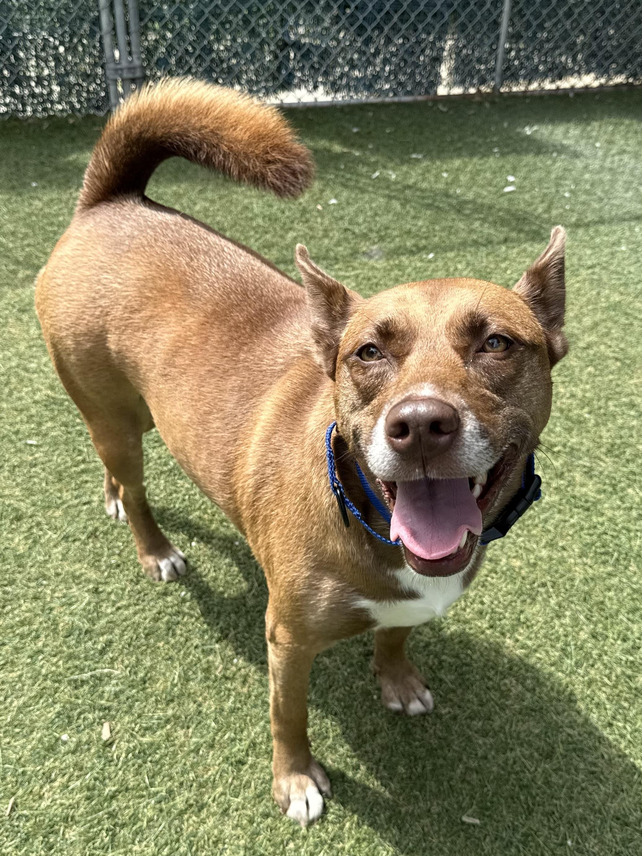 Enlarge Sasha, a ADOPTABLE Mixed Breed in Sudbury, MA image 4/5