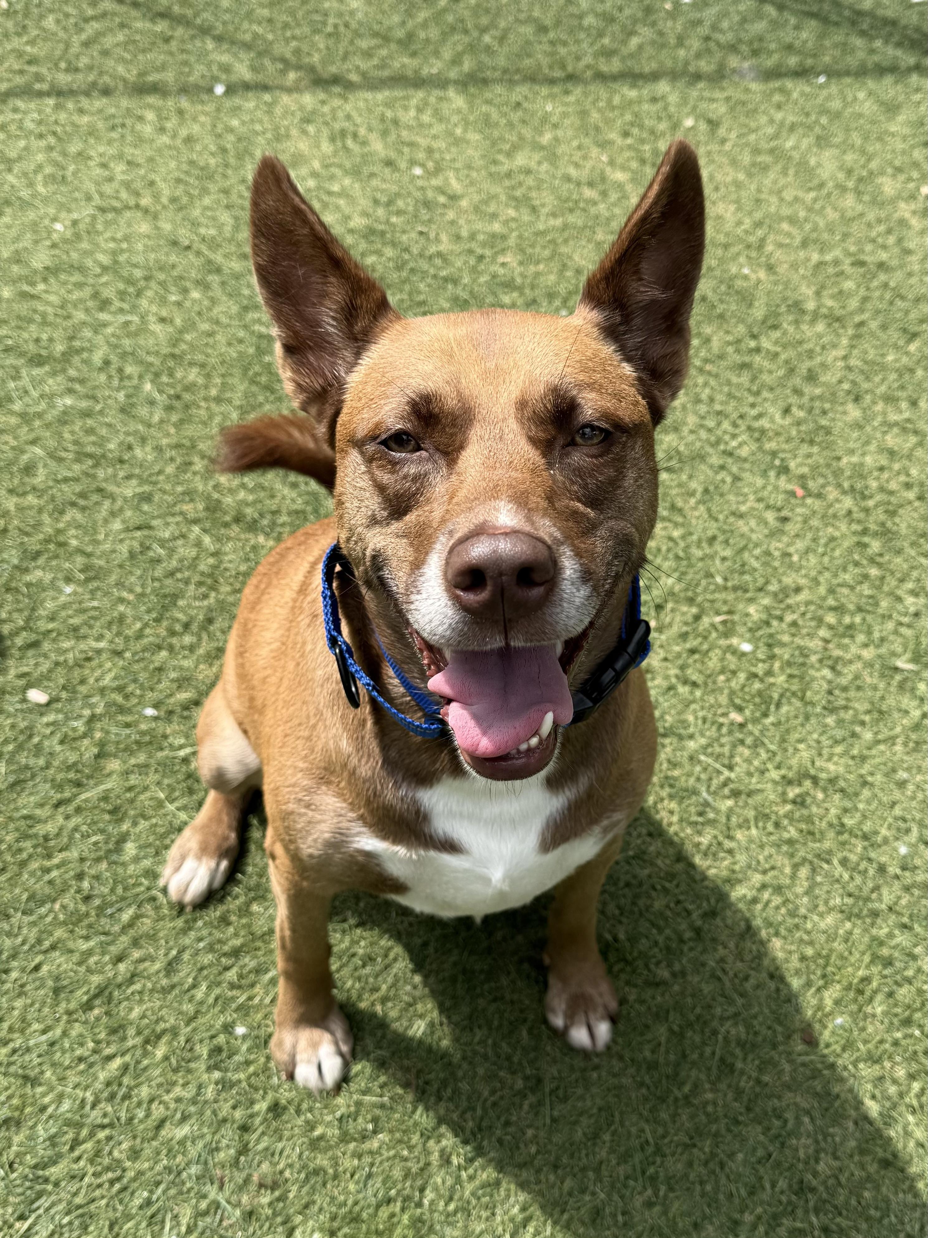 Enlarge Sasha, a ADOPTABLE Mixed Breed in Sudbury, MA image 3/5