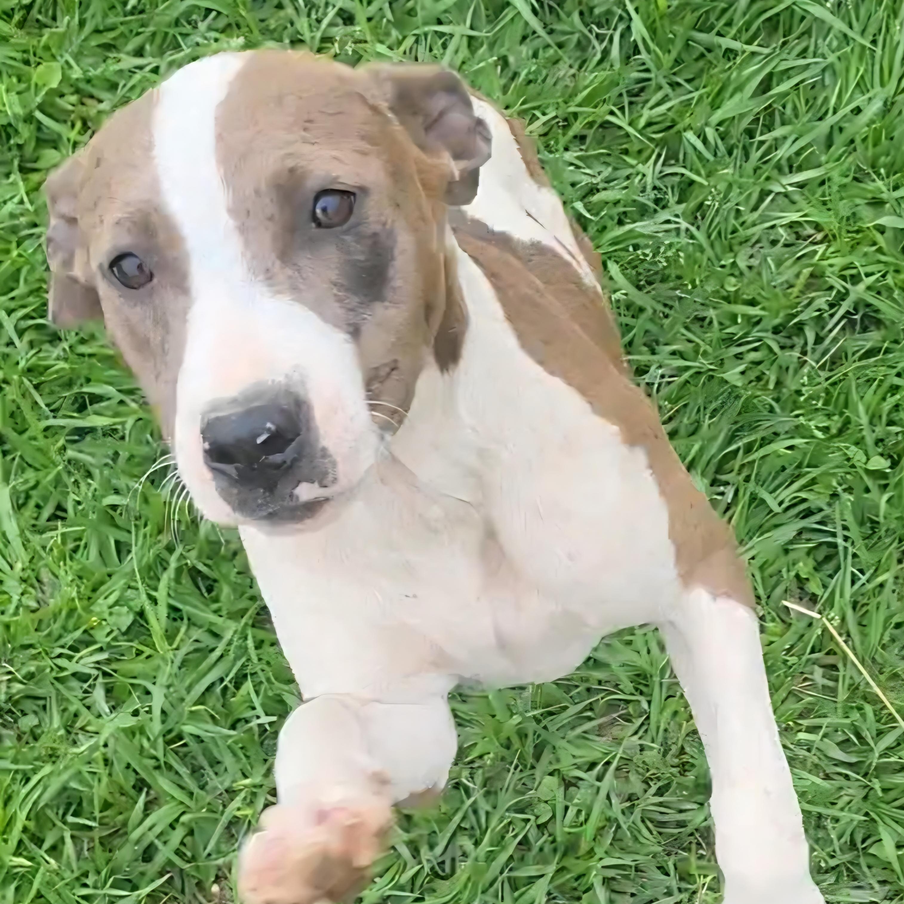 Cherry , ADOPTABLE, Young Female Pit Bull Terrier.