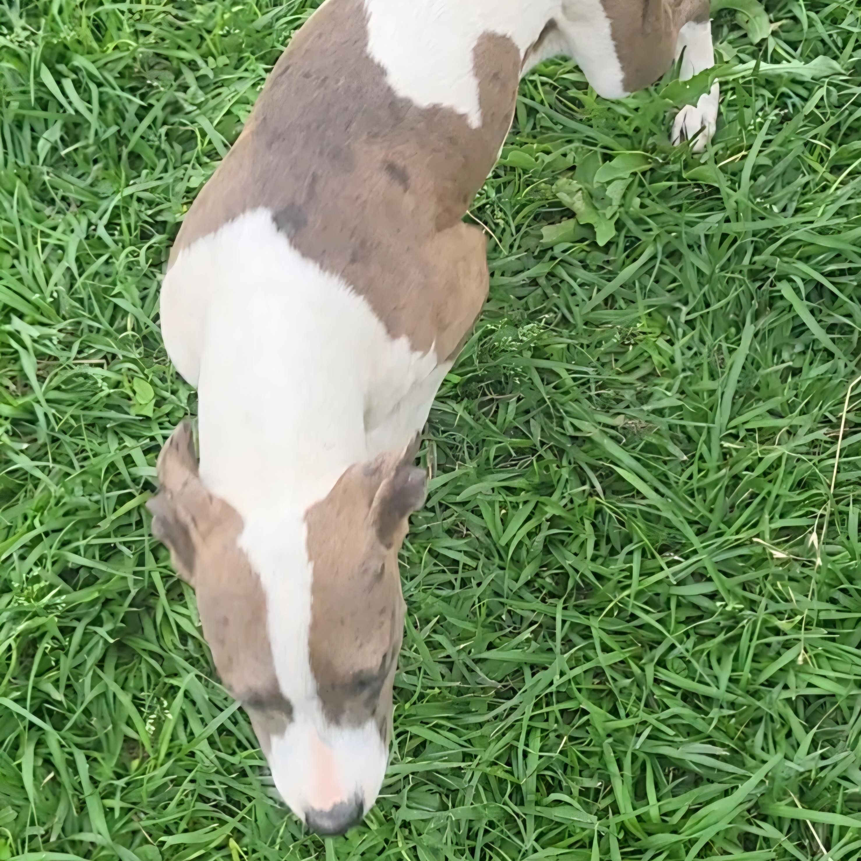 Cherry , a ADOPTABLE mixed breed in Rockdale, TX image 2/2