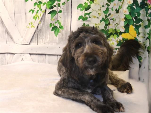 DIXIE, Adoptable, Young Female Poodle & Mixed Breed.