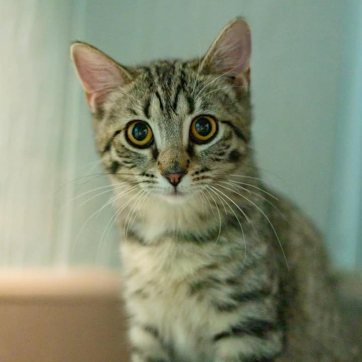 Nugget, Adoptable, Young Female Domestic Long Hair.