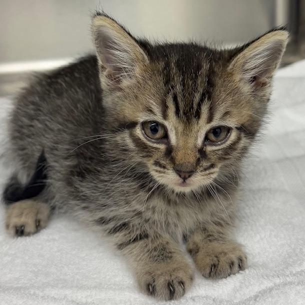 Enlarge Nugget, a Adoptable Domestic Long Hair in Chariton, IA image 3/6