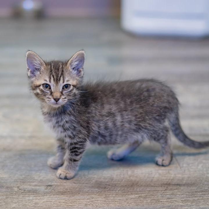 Enlarge Nugget, a Adoptable Domestic Long Hair in Chariton, IA image 4/6