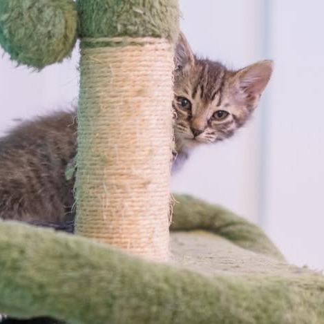 Enlarge Nugget, a Adoptable Domestic Long Hair in Chariton, IA image 5/6