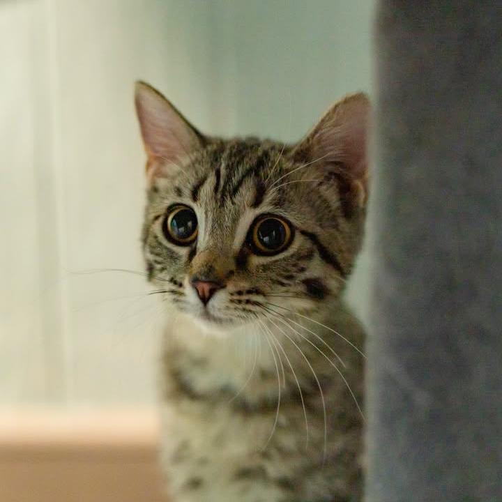 Enlarge Nugget, a Adoptable Domestic Long Hair in Chariton, IA image 6/6