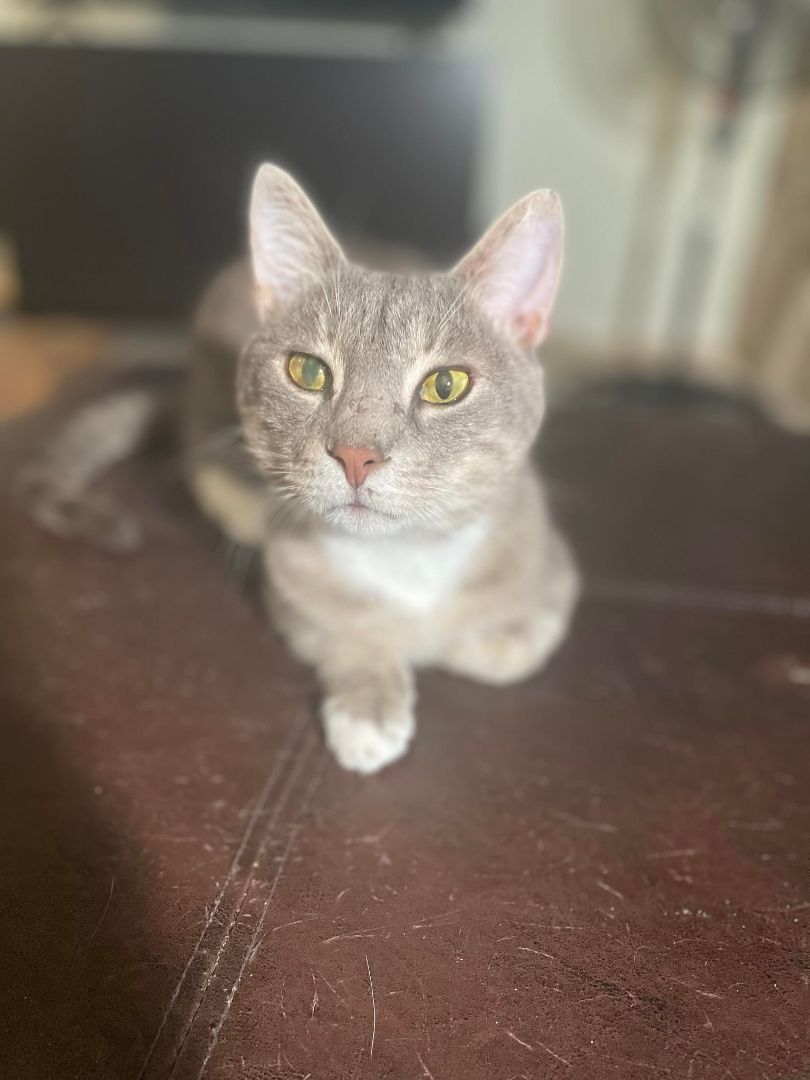 Greyson , Adoptable, Young Male Domestic Short Hair.