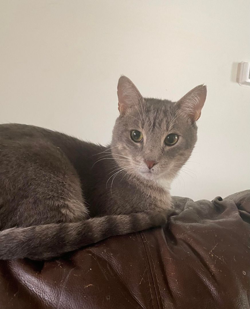 Enlarge Greyson , a Adoptable mixed breed in New Port Richey , FL image 2/9