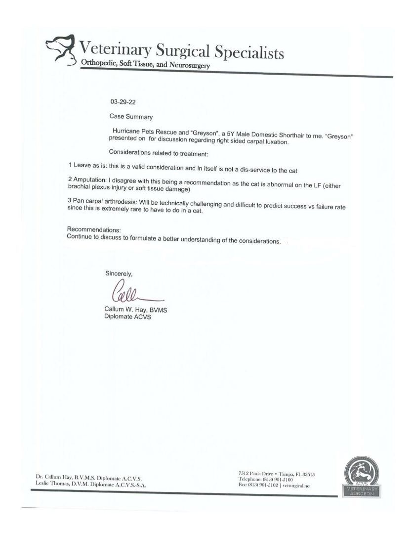 Enlarge Greyson , a Adoptable mixed breed in New Port Richey , FL image 3/9