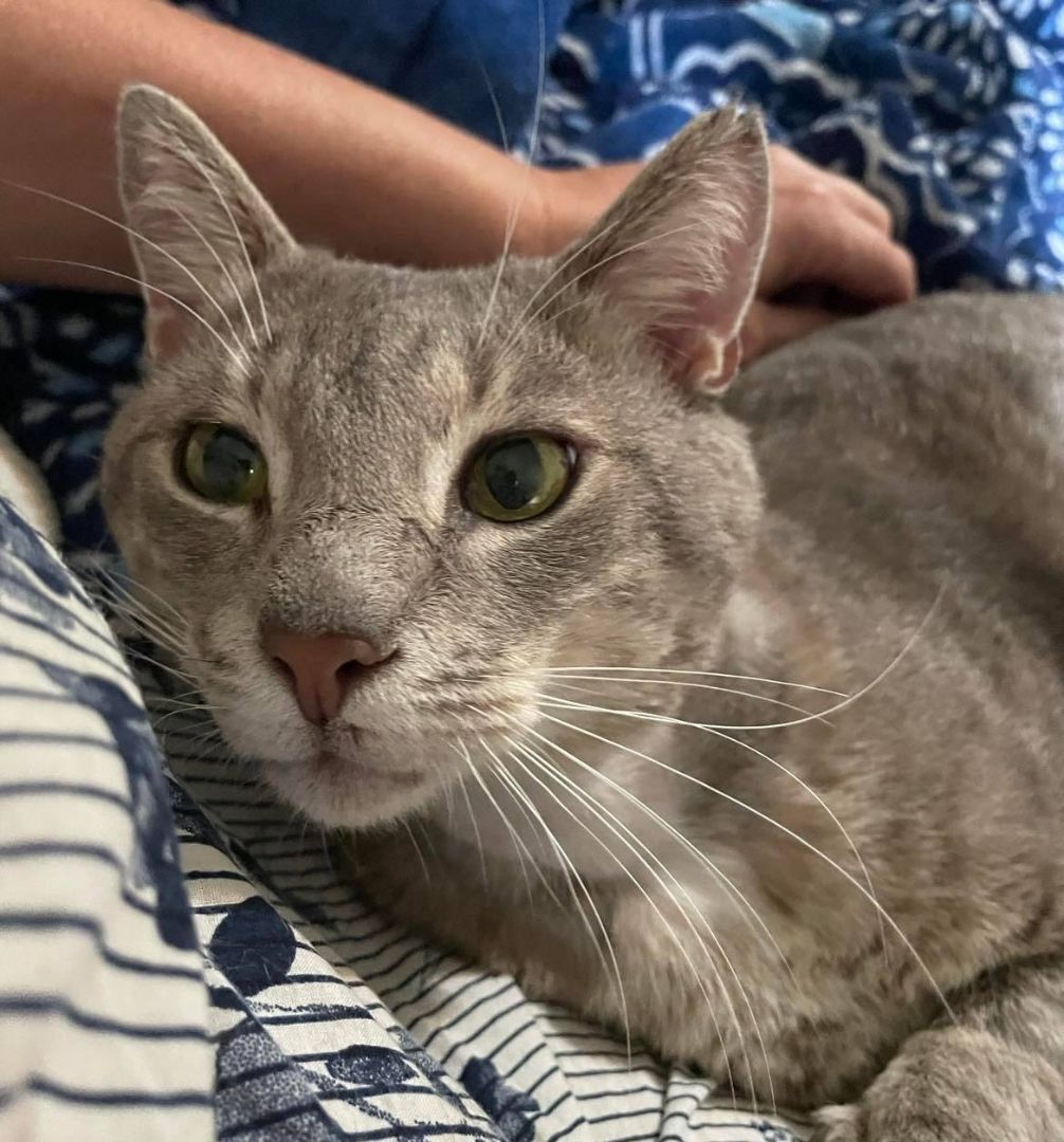 Enlarge Greyson , a Adoptable mixed breed in New Port Richey , FL image 4/9