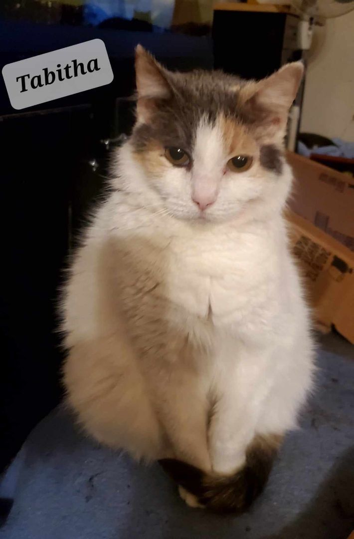 Tabitha, Adult Female unknown