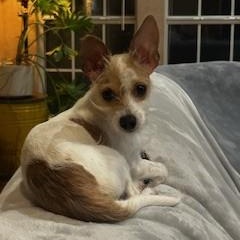 Enlarge Maye, a ADOPTABLE mixed breed in Tulsa, OK image 1/1